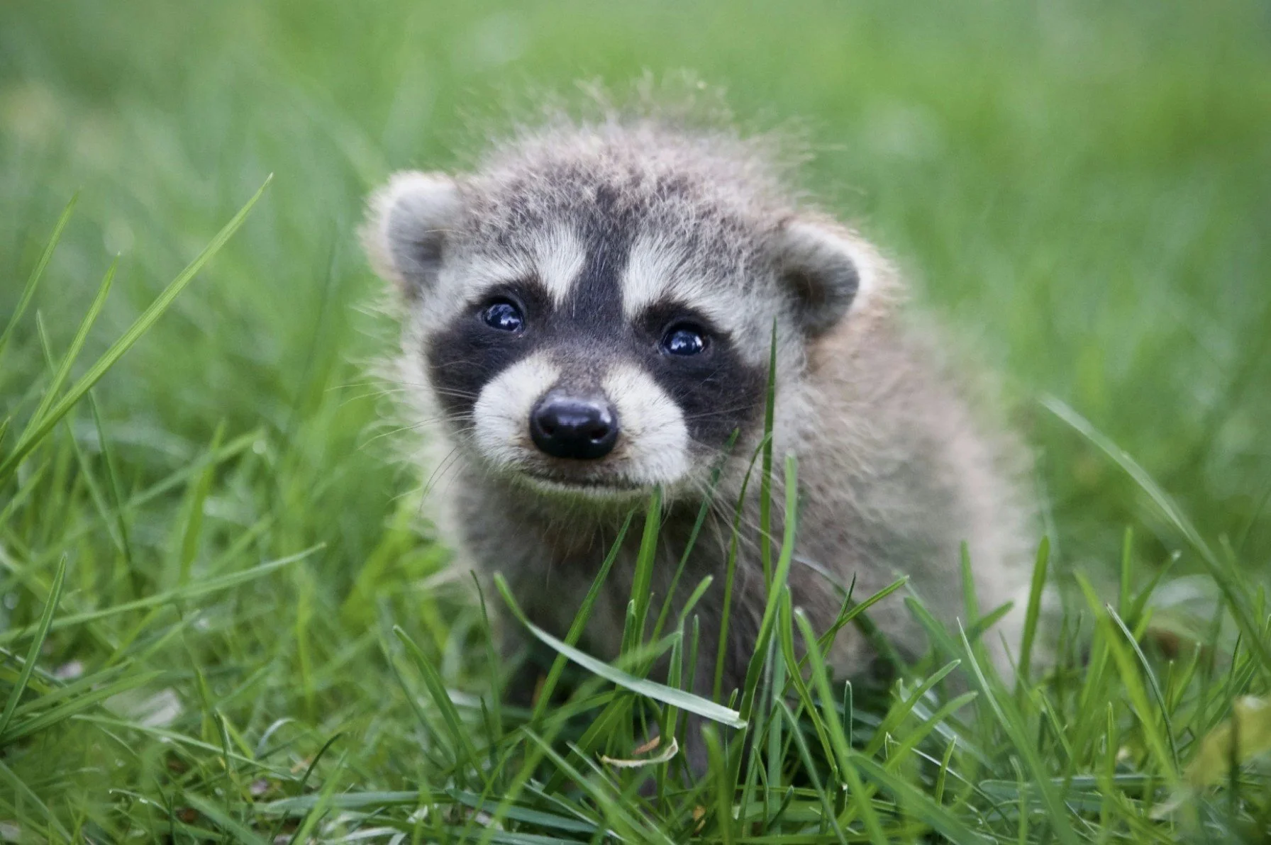 Baby raccoon standing in green grass.