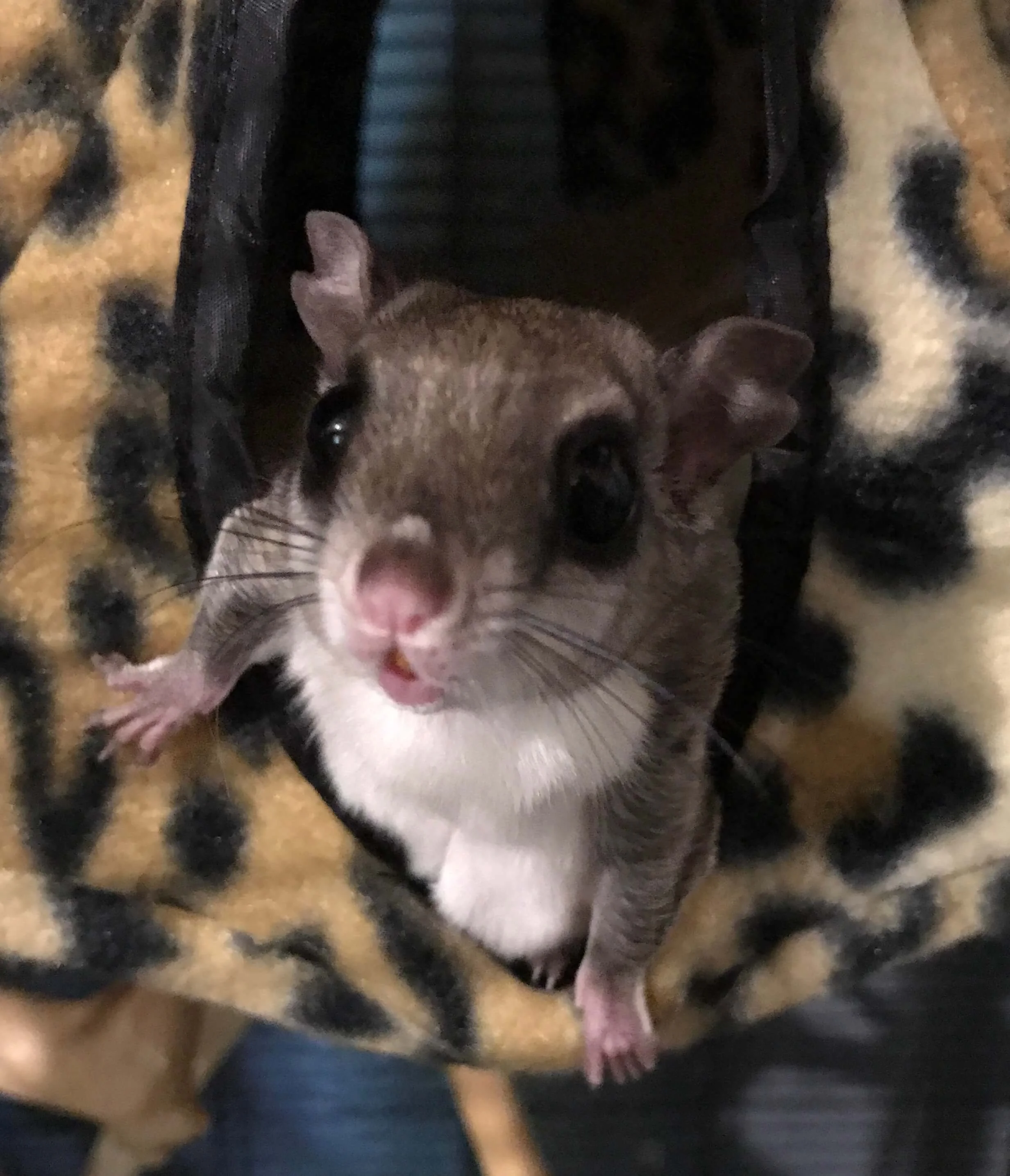 Southern flying squirrel peeking out from a fleece pouch.