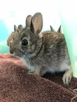 Sponsor a Rabbit