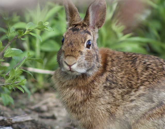 Close-up of an adult Eastern cottontail rabbit with mottled brown fur, upright ears, and dark eyes, sitting on the ground among green plants and leaf litter.