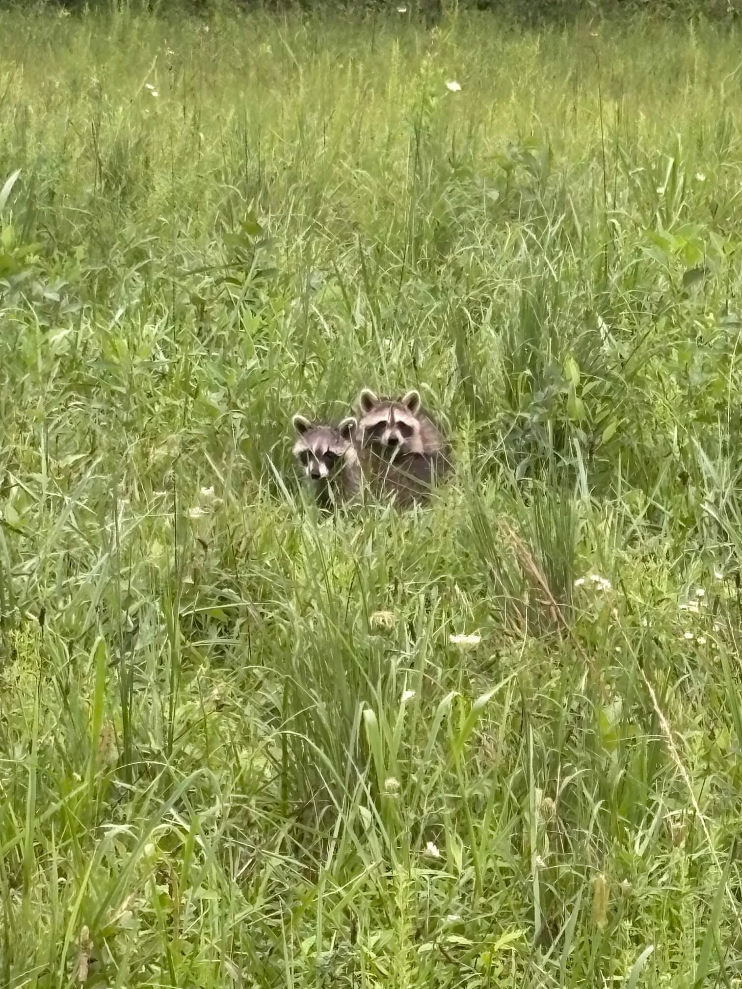 Two young raccoons peeking through tall grass.