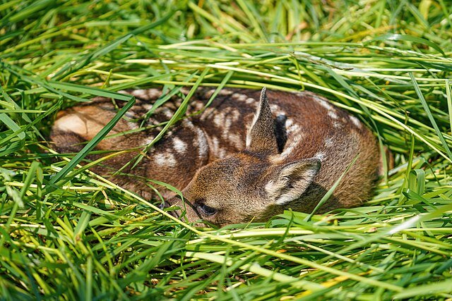 Young fawn curled up in tall grass.