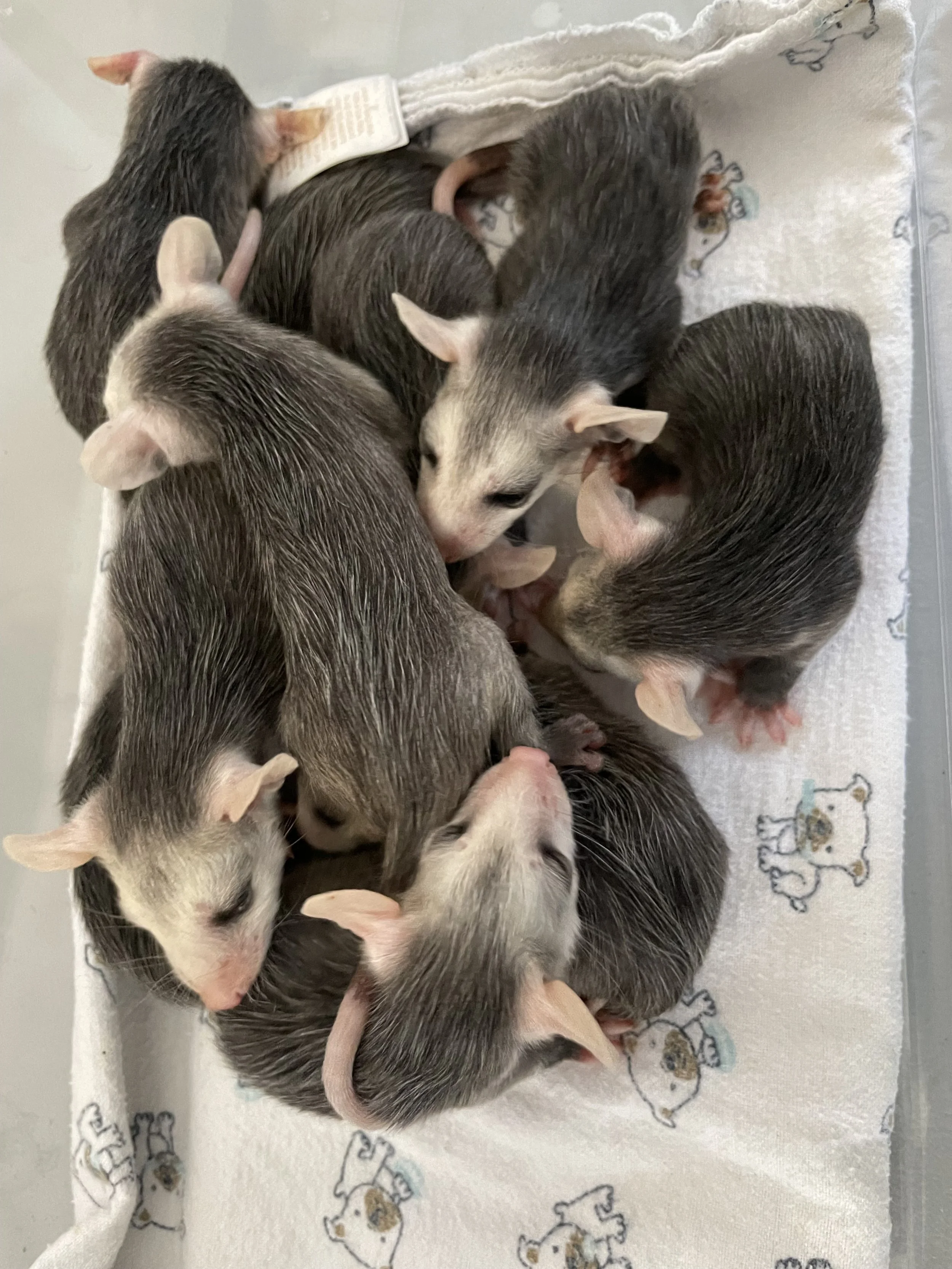 A group of baby opossums, also known as joeys, huddle together on a cloth with a dog pattern, resting and sleeping.