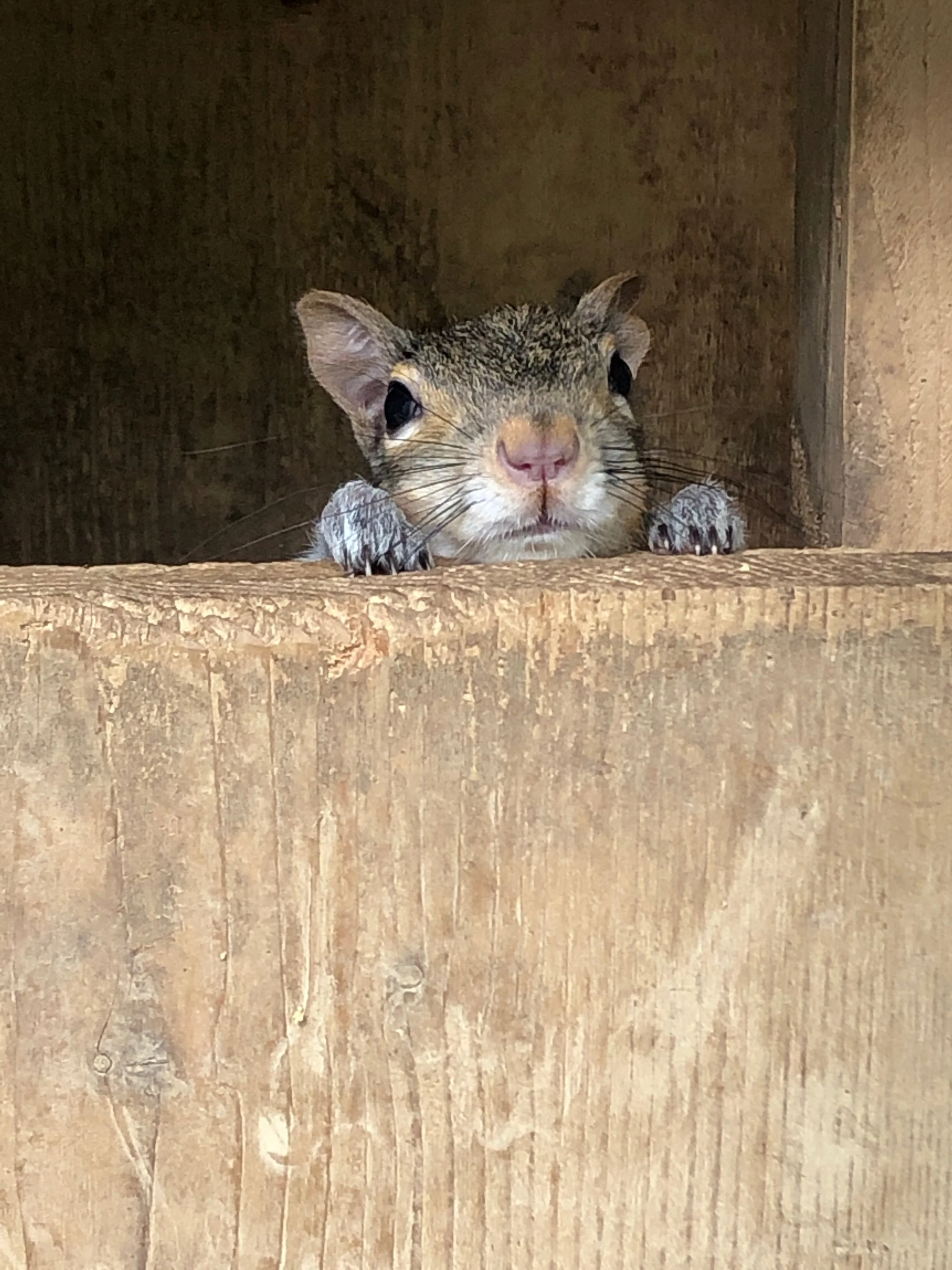 Gray squirrel peeking over the edge of a wooden nest box.