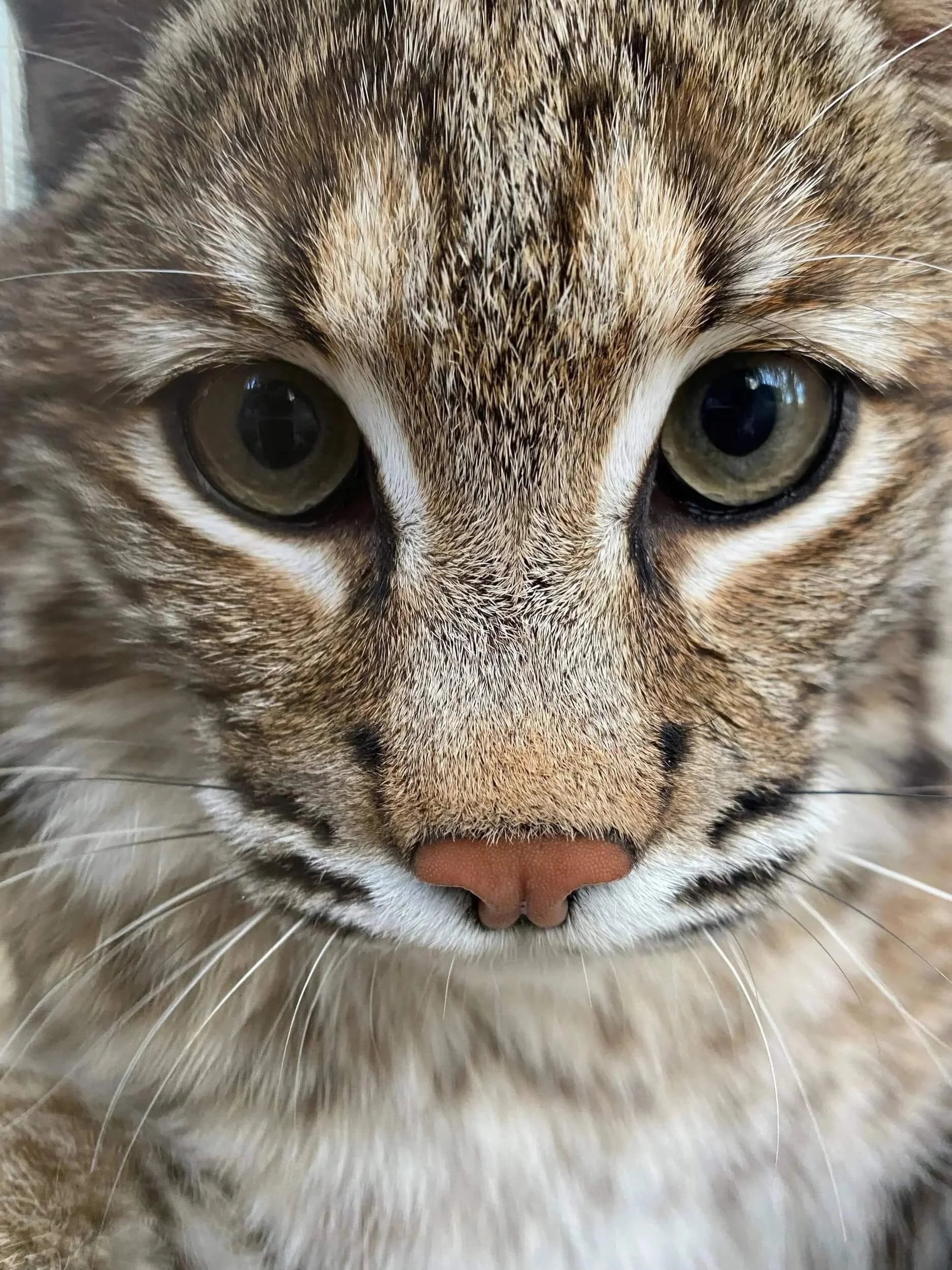 Close-up portrait of a bobcat looking at the camera.