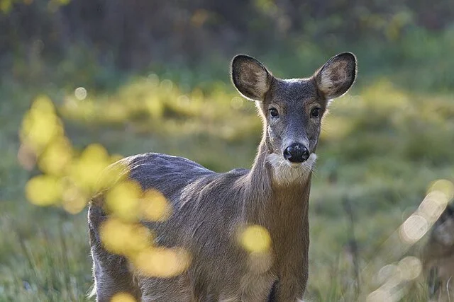 Young deer standing in a sunlit grassy area, looking directly at the camera.