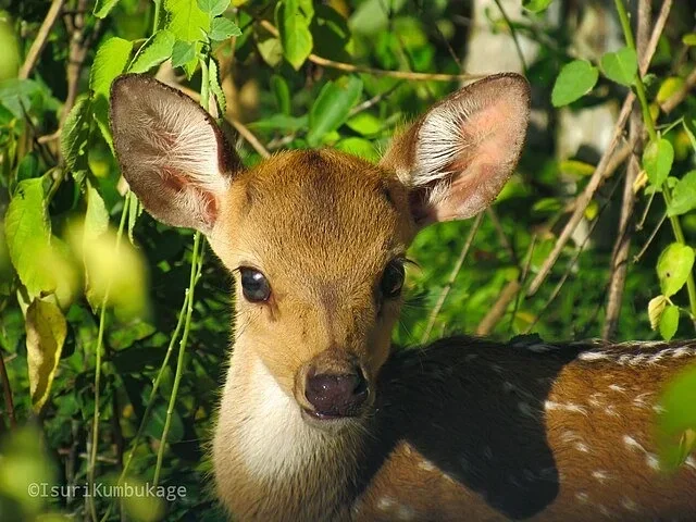 White-tailed deer fawn standing among leafy green branches, looking toward the camera.