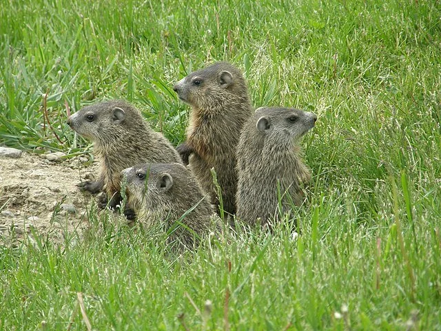 Five young groundhogs sitting on grass near a patch of dirt.