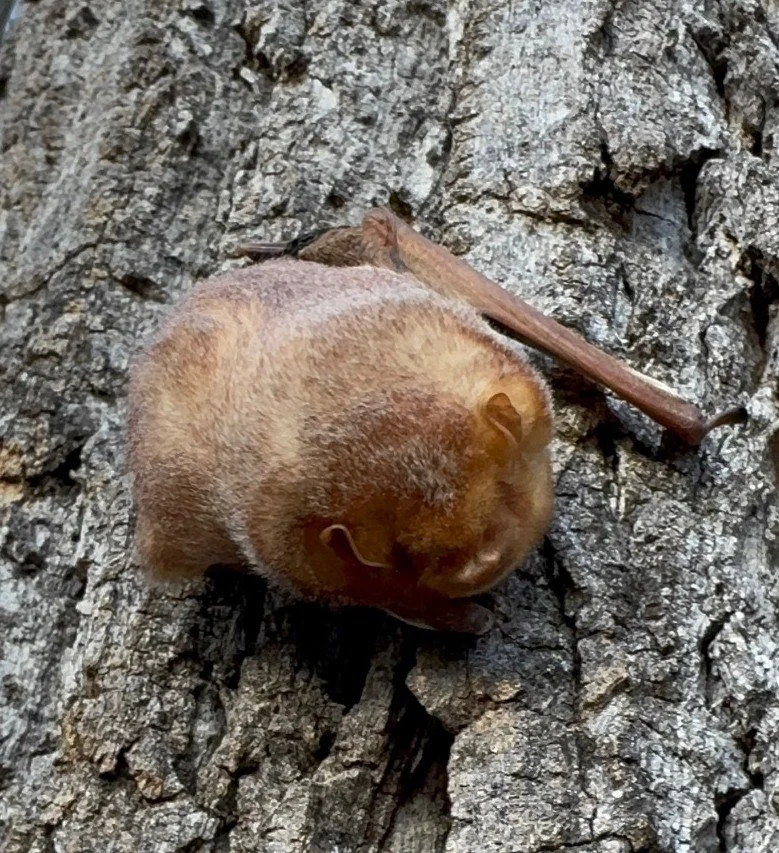 An Eastern Red bat clinging to the bark of a tree.