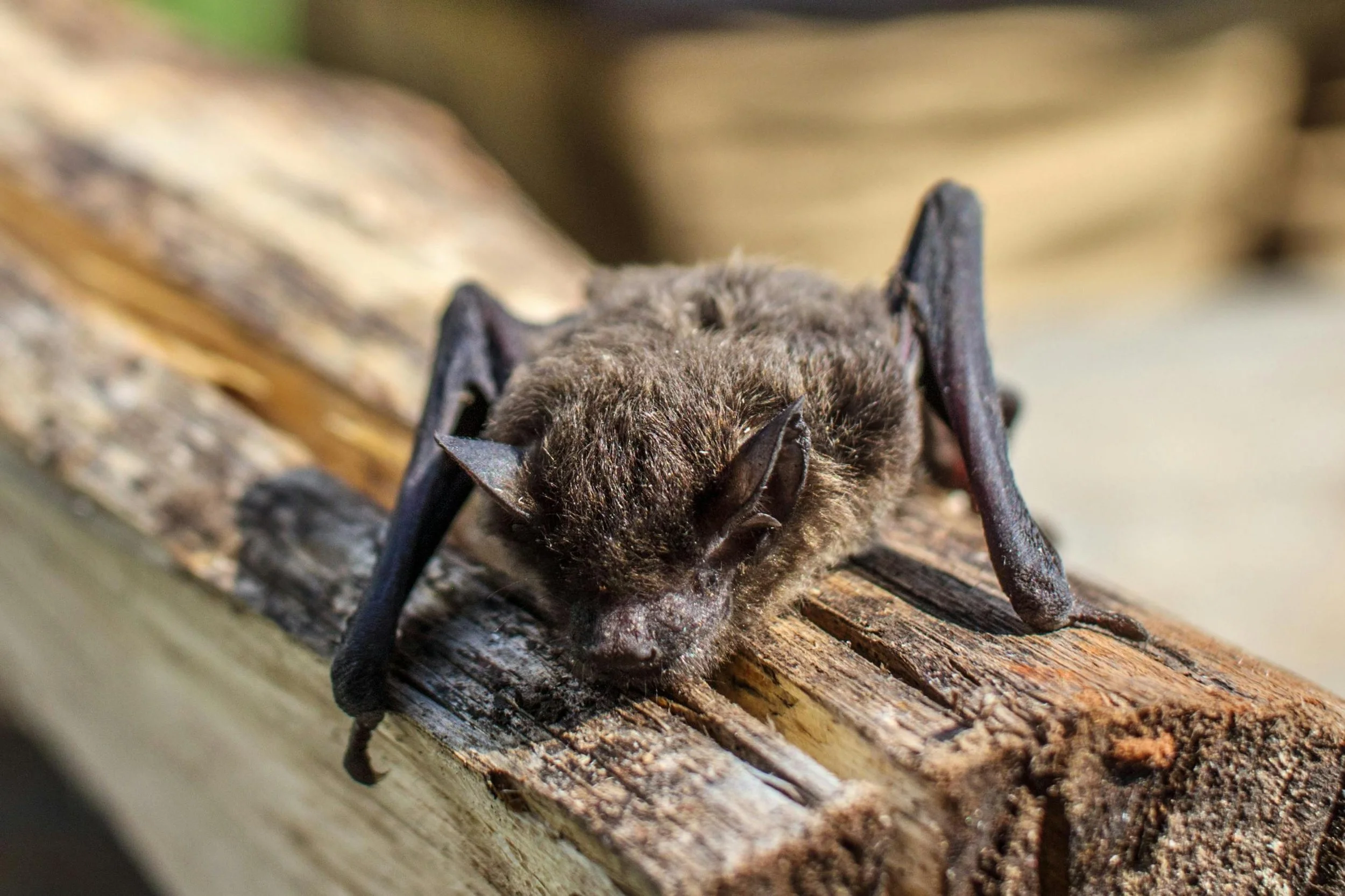 Small brown bat resting on a weathered wooden railing in sunlight.