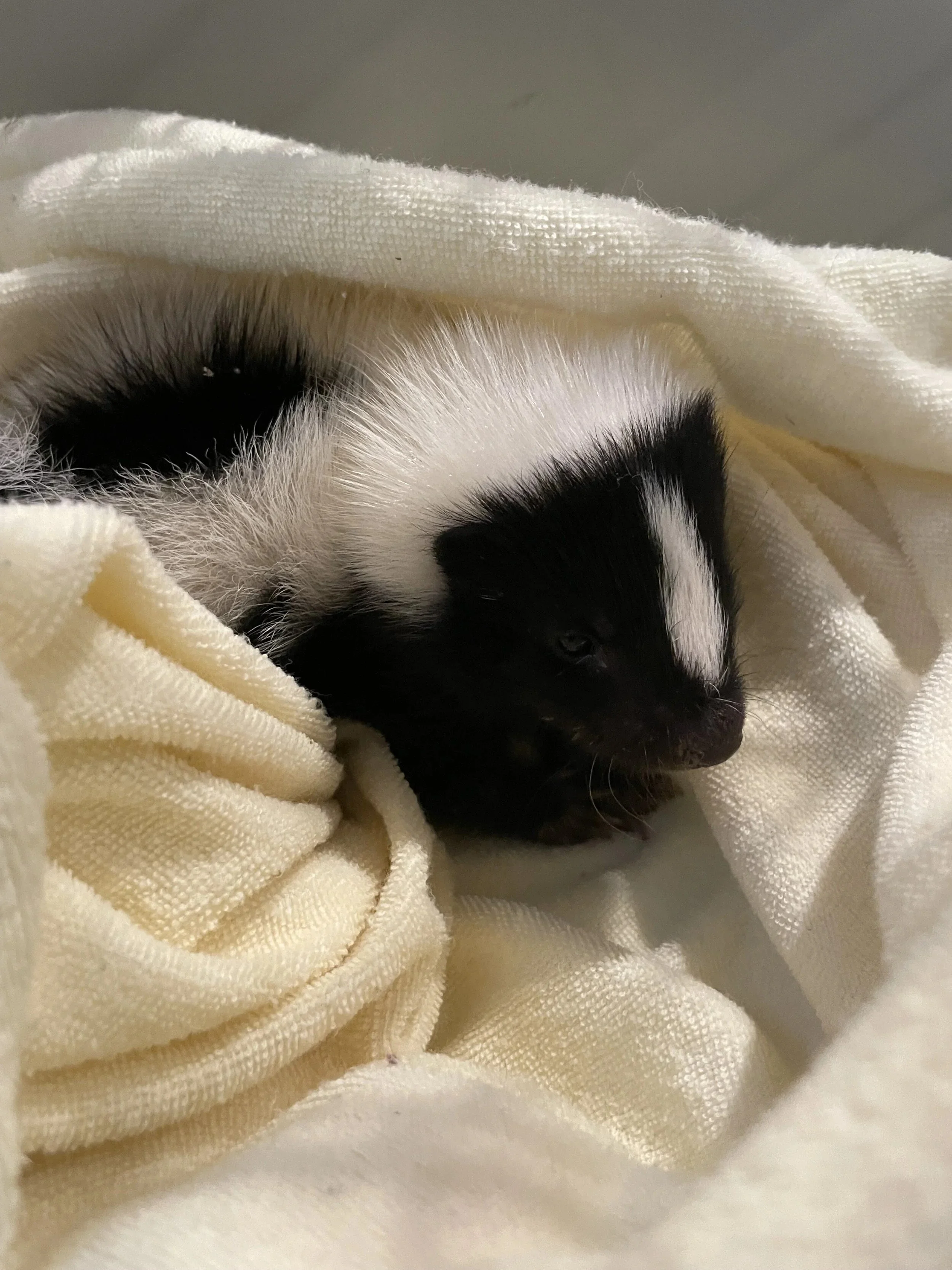 Baby striped skunk nestled in a soft towel.