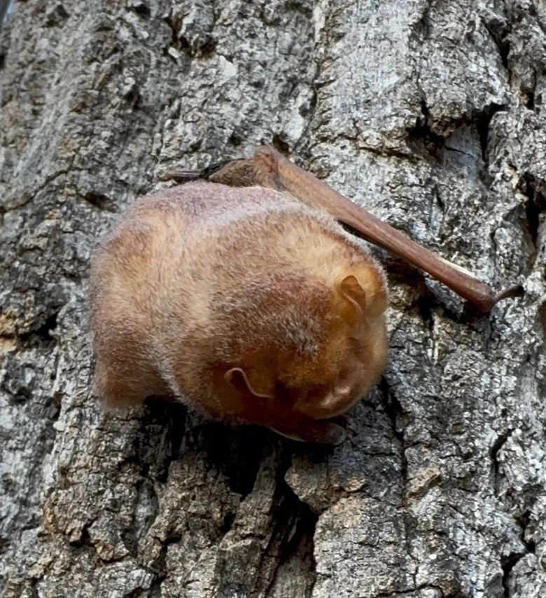 Eastern Red bat resting on the textured bark of a tree.