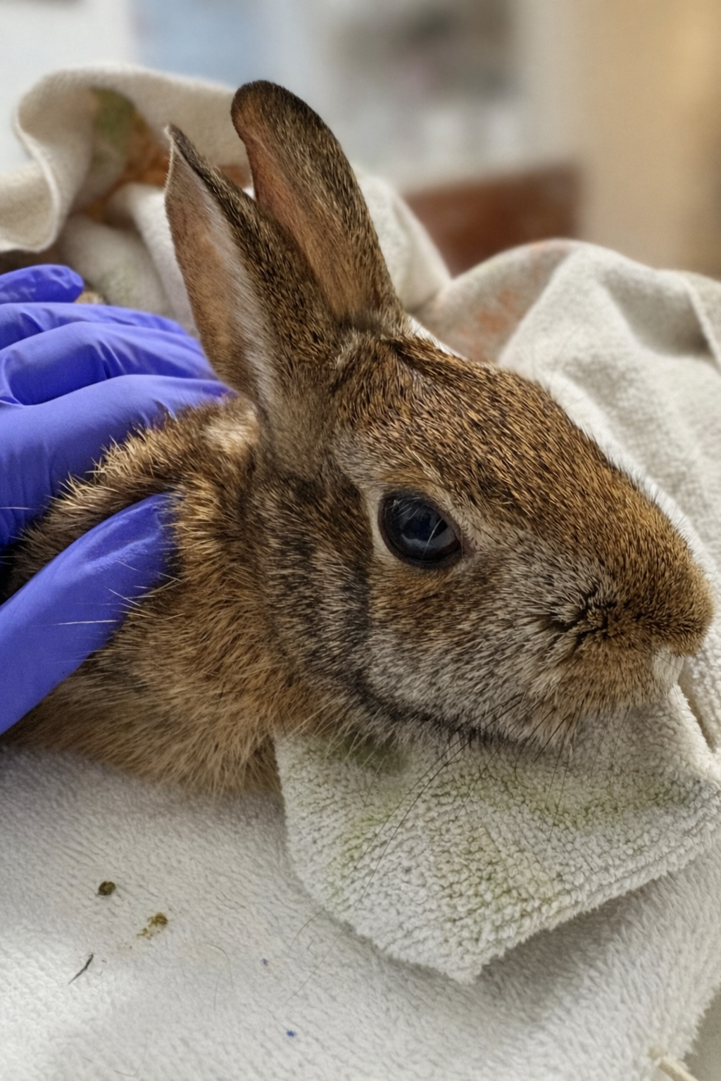 Close-up of an Eastern cottontail rabbit being gently held on a towel, with brown mottled fur, a dark eye, and upright ears, while a person wearing a purple glove supports it.