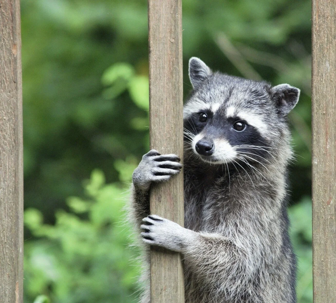 Adult raccoon climbing a wooden post surrounded by green foliage.
