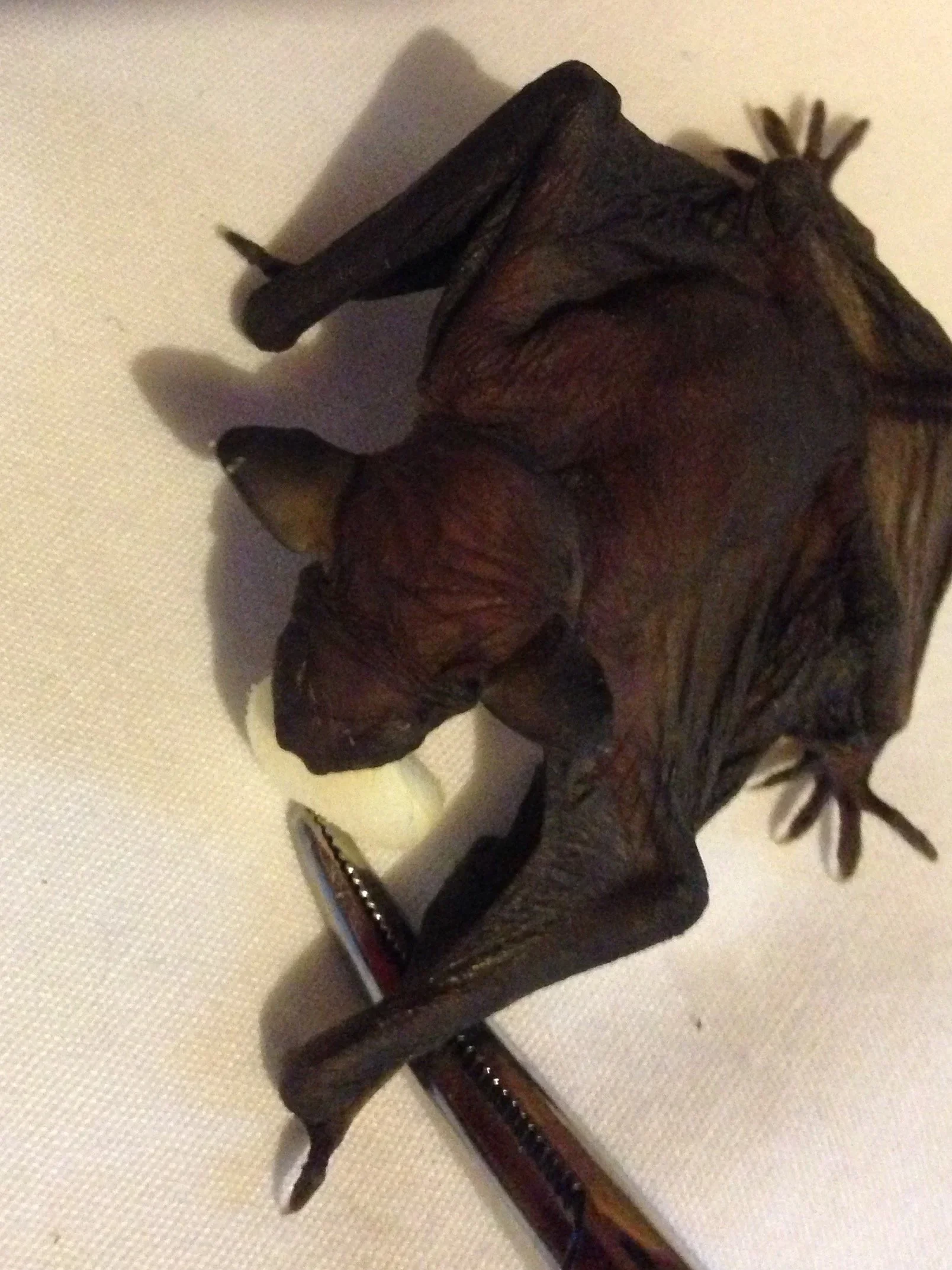 Hairless baby brown bat being fed milk with tweezers during rehabilitation care.