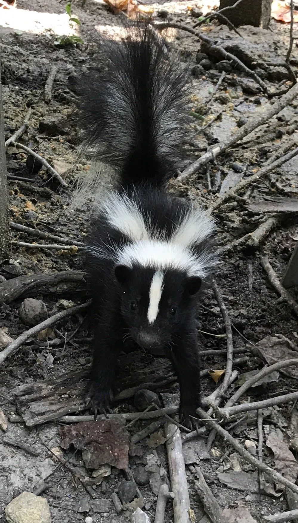 A skunk standing on the ground among dirt, rocks, and twigs, facing the camera with its tail raised.