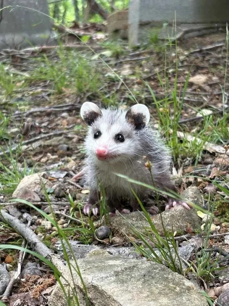 Young opossum standing among grass and rocks.