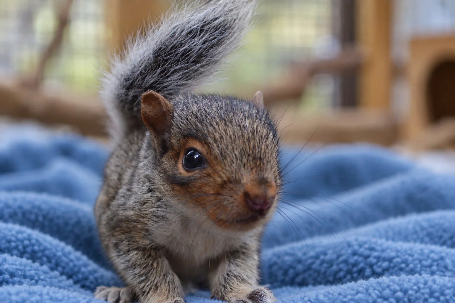 Sponsor a Squirrel