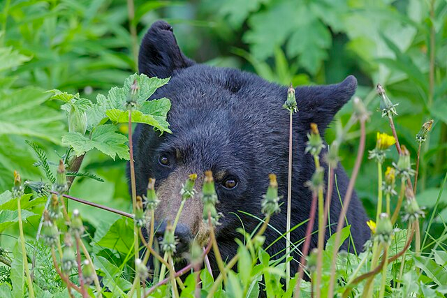 American black bear partially hidden in green vegetation, looking forward through tall plants.