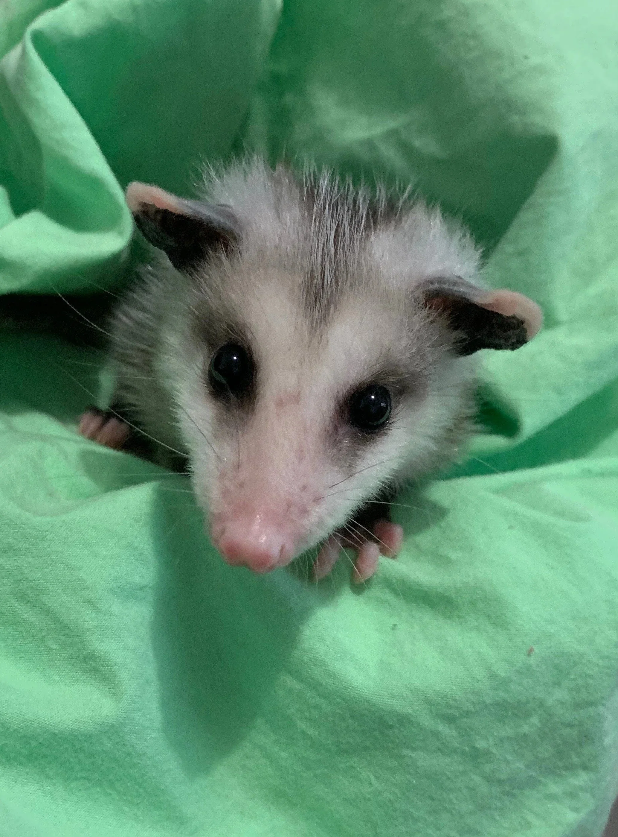 Sponsor an Opossum