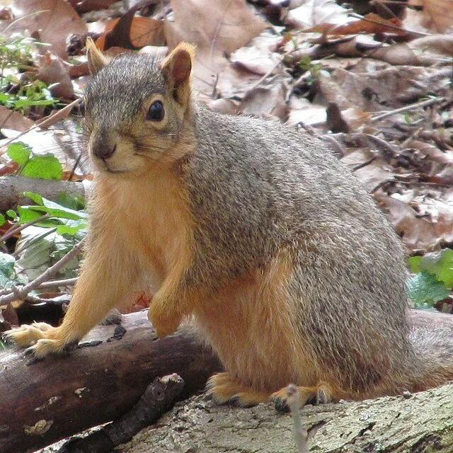 A squirrel with large eyes sitting on a log in a forest with fallen leaves and green plants.