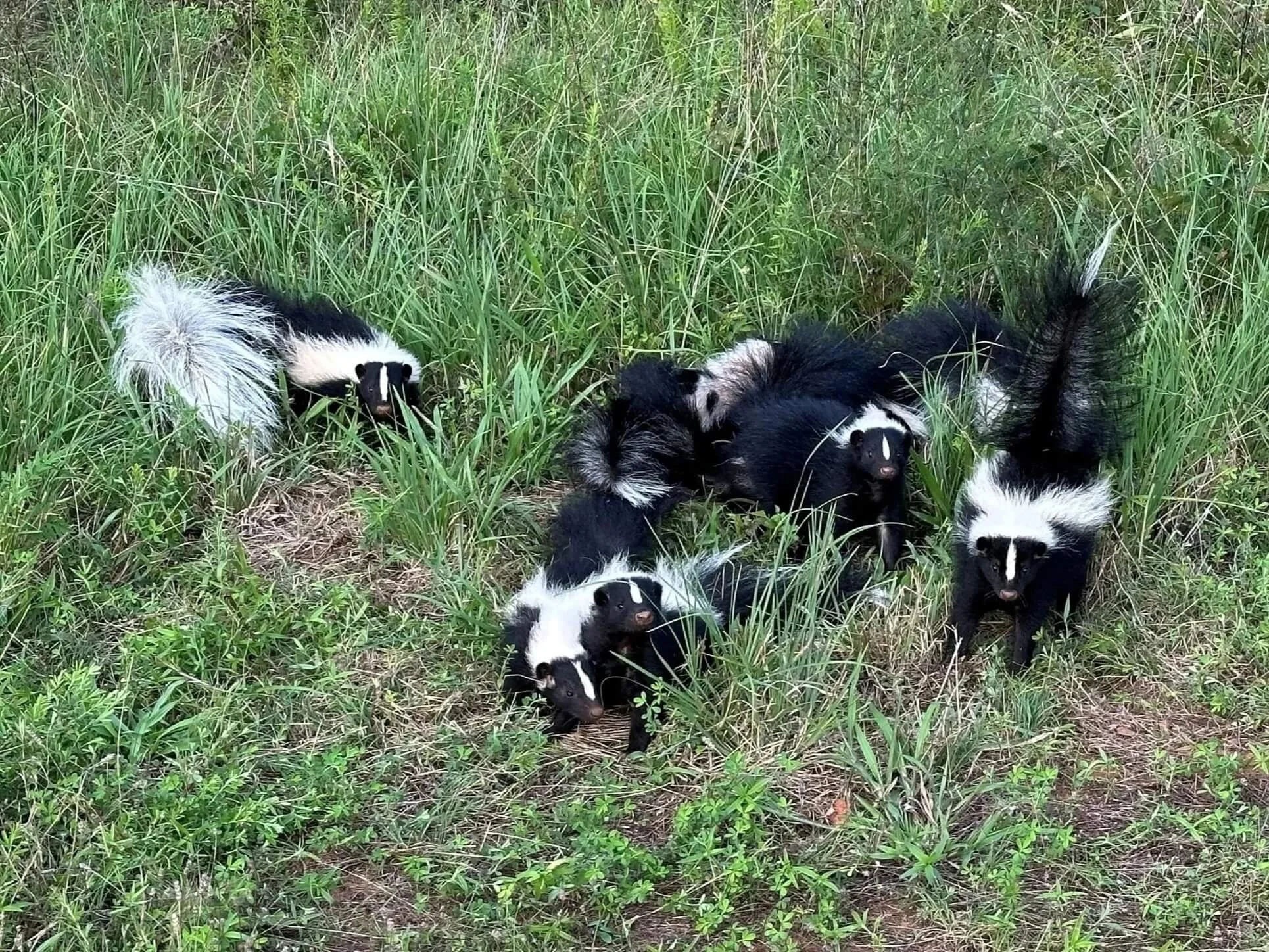 Group of young skunks gathered together in tall grass.
