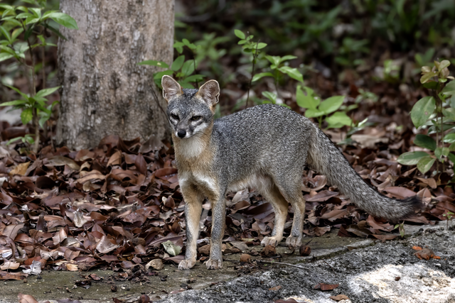 Gray fox standing on leaf-covered ground near a tree in a wooded area.