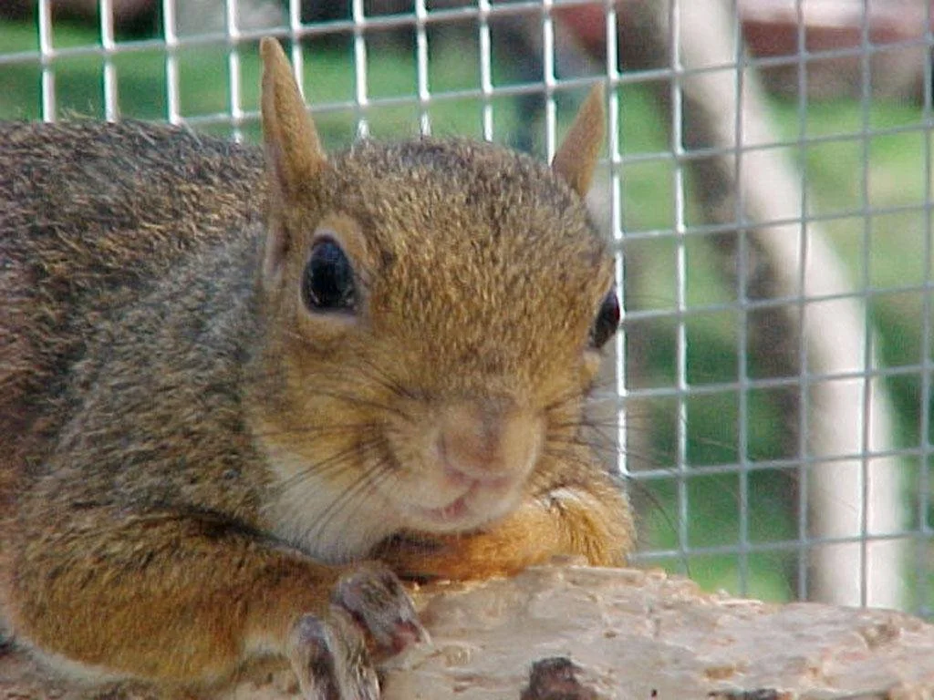 Close-up of a squirrel behind wire mesh, holding a piece of food while sitting on a log.