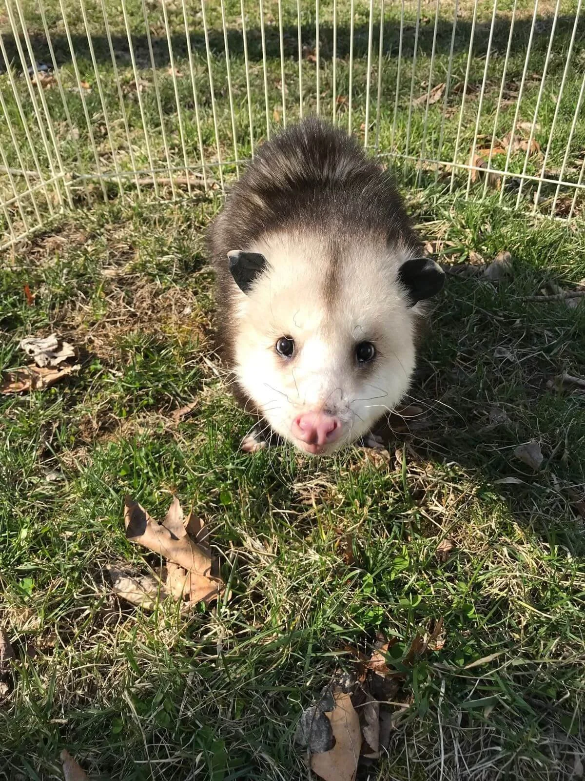 Virginia opossum standing in an outdoor enclosure