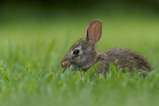 Adult Eastern cottontail rabbit sitting low in green grass, with brown fur, a small rounded body, and one upright ear visible against a soft green background.