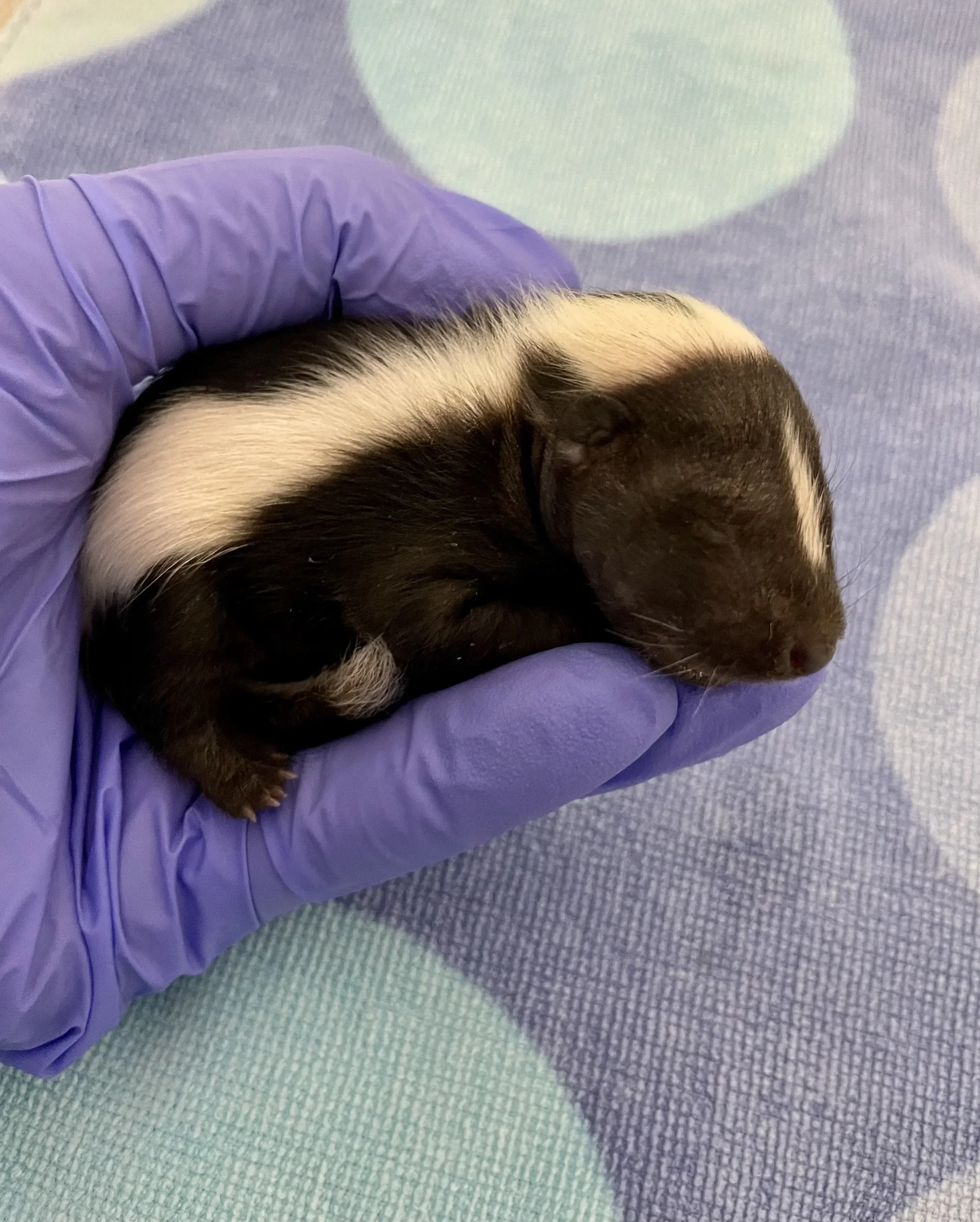 Newborn skunk with white stripe markings resting in a gloved hand during rehabilitation.