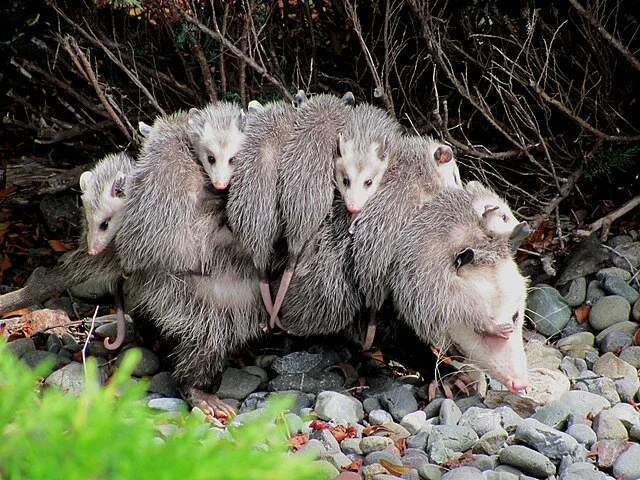 A mother opossum with five young opossums on her back, walking on rocks near bushes.