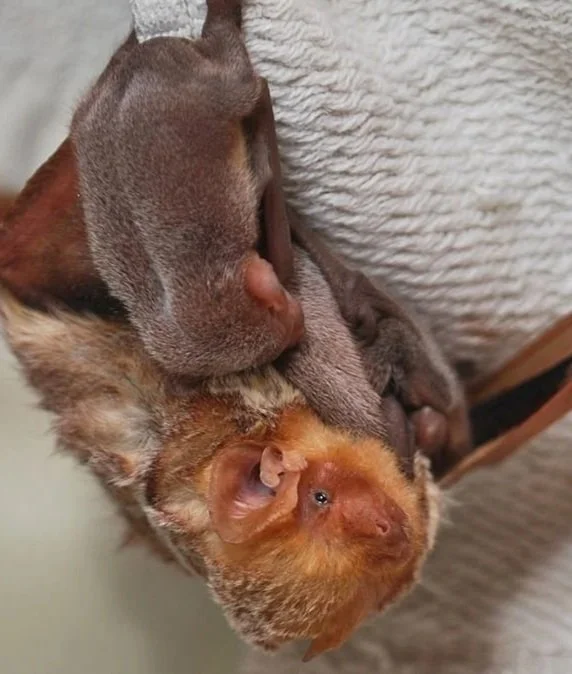 A Eastern Red bat with three pups hanging from a white textured surface.