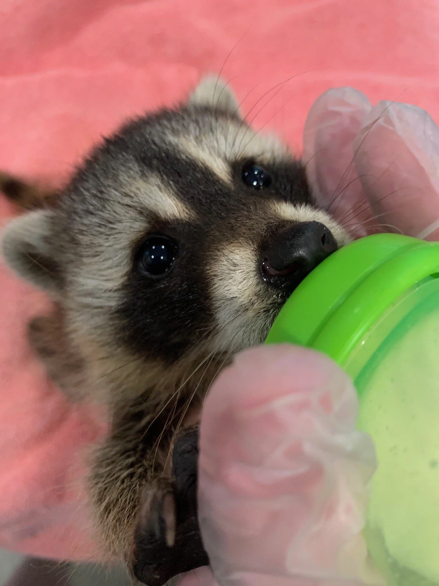 Baby raccoon being bottle-fed during rehabilitation.