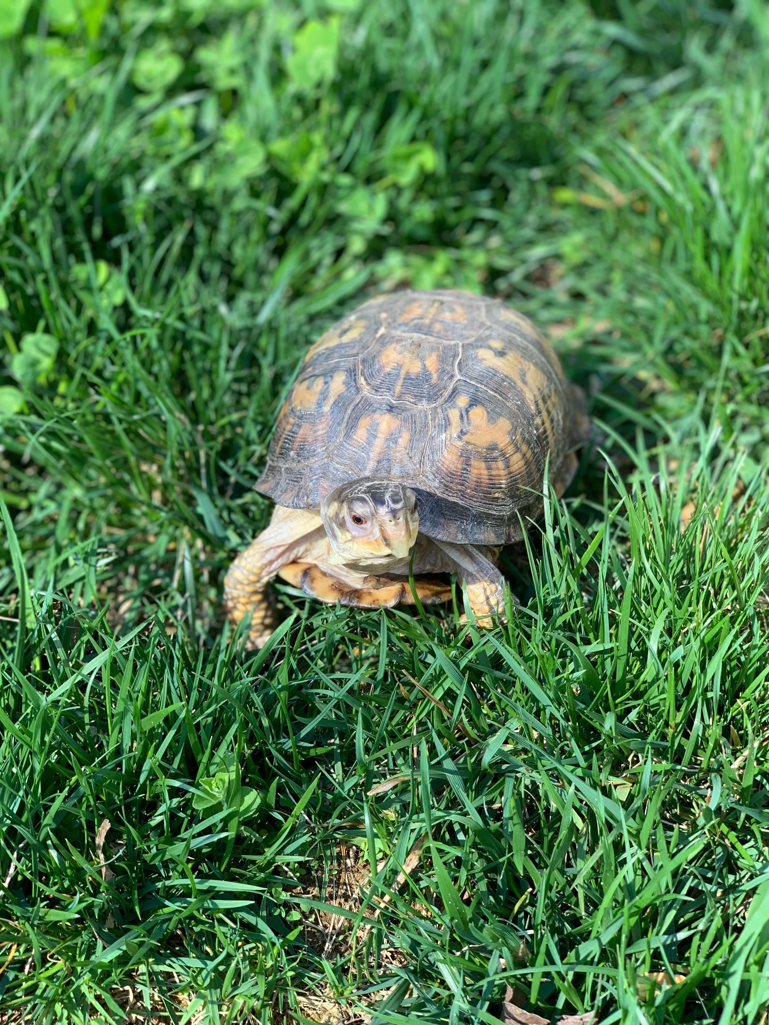 Eastern box turtle walking through bright green grass outdoors.