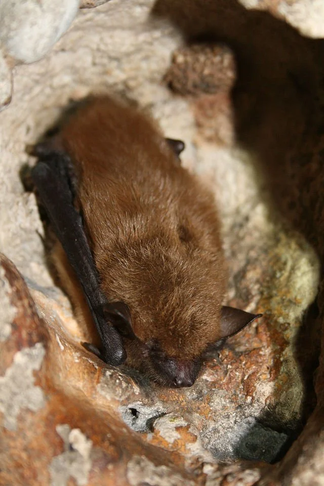 Big brown bat resting against a rocky surface with wings folded.