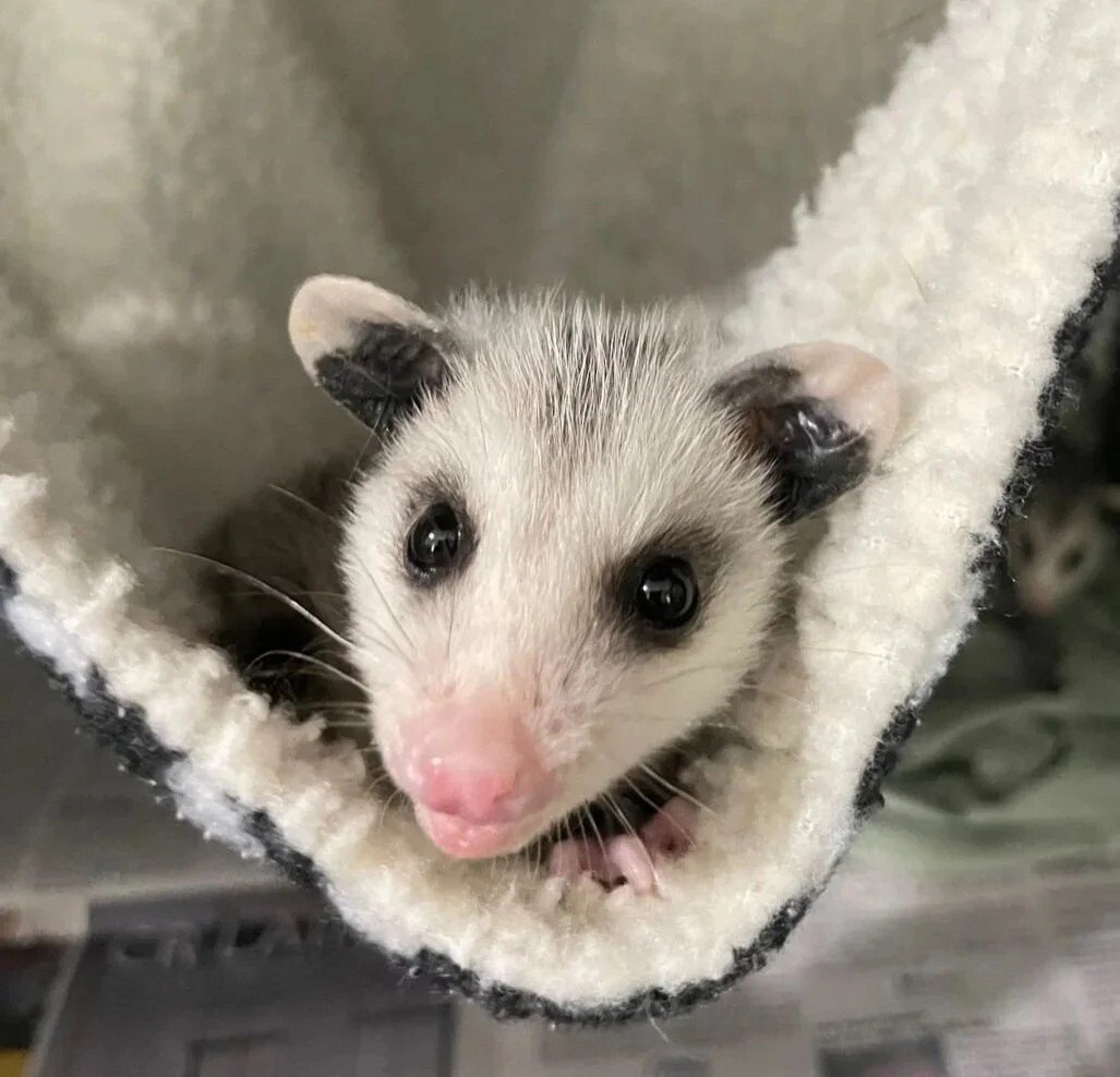 Young Virginia opossum nestled in a hammock.