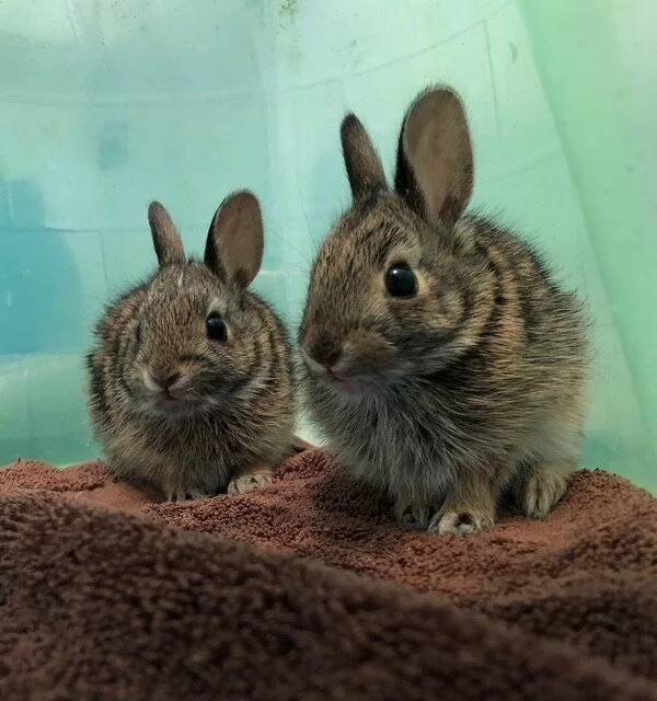 Two small, fluffy baby rabbits with brown, black, and gray fur sitting on a brown blanket inside a light green enclosure.