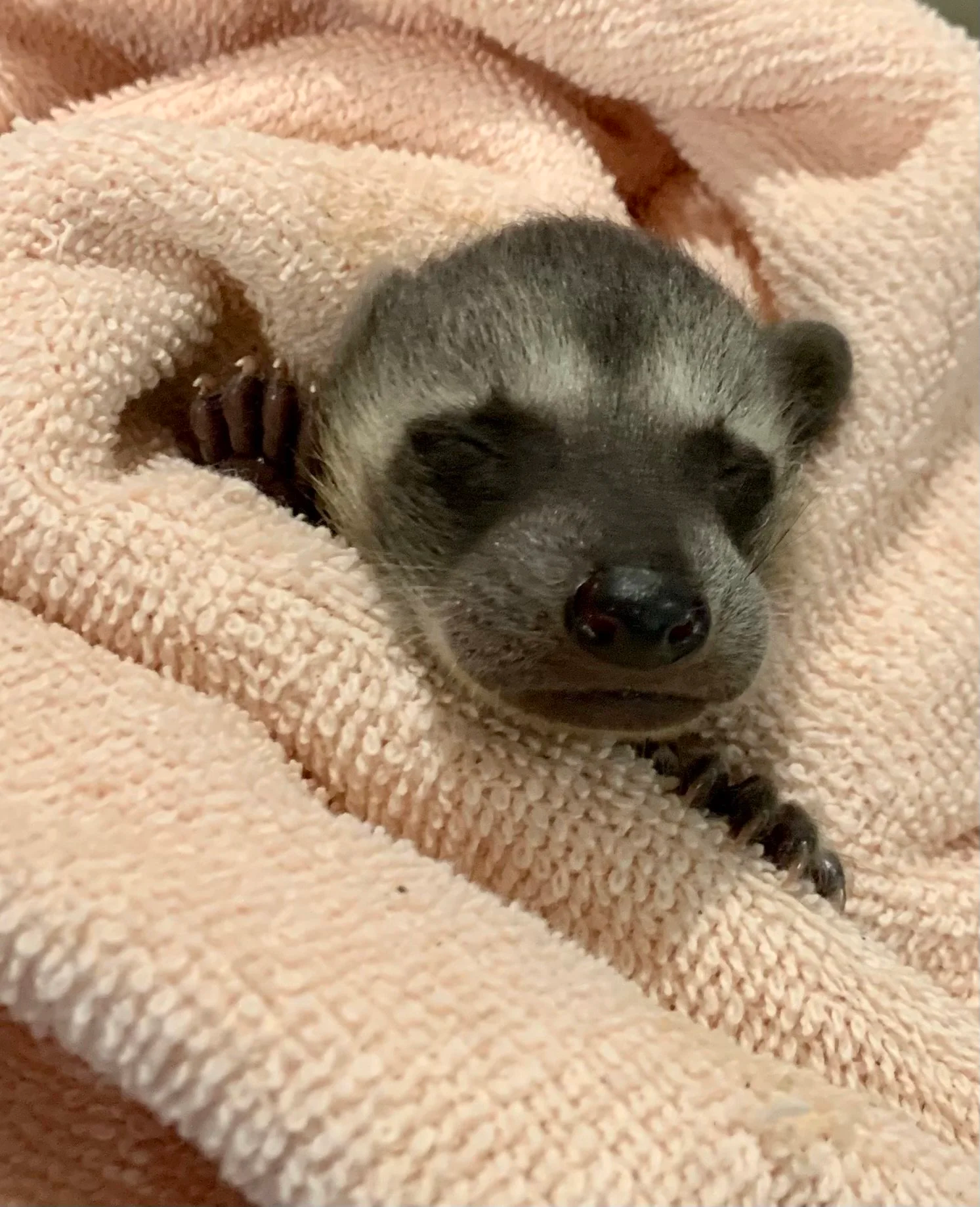 Newborn raccoon resting on a folded towel with eyes closed.
