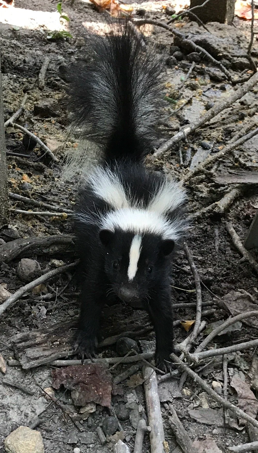 Juvenile striped skunk standing alert on forest ground with tail raised.