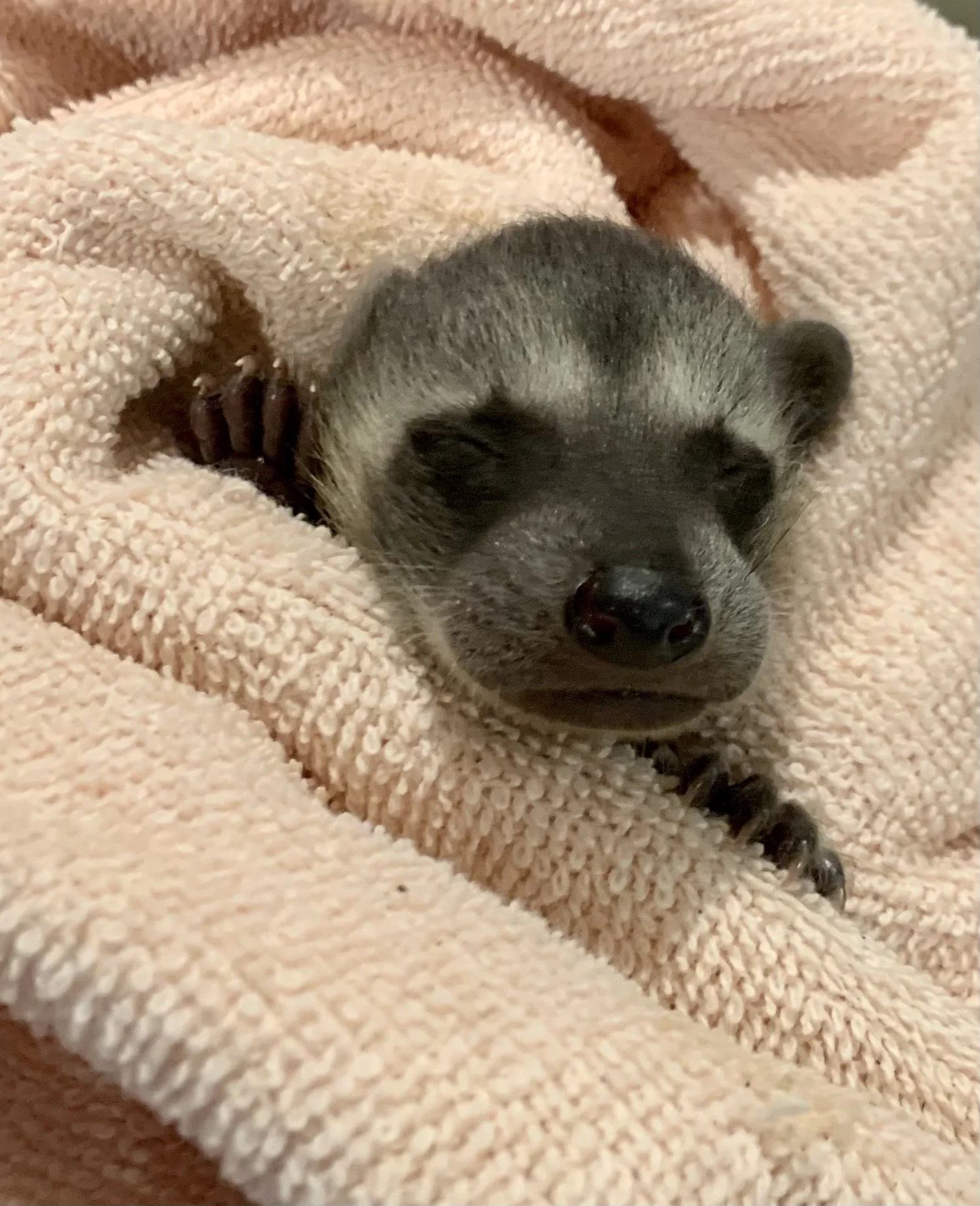 Cute baby raccoon sleeping on a soft pink towel.