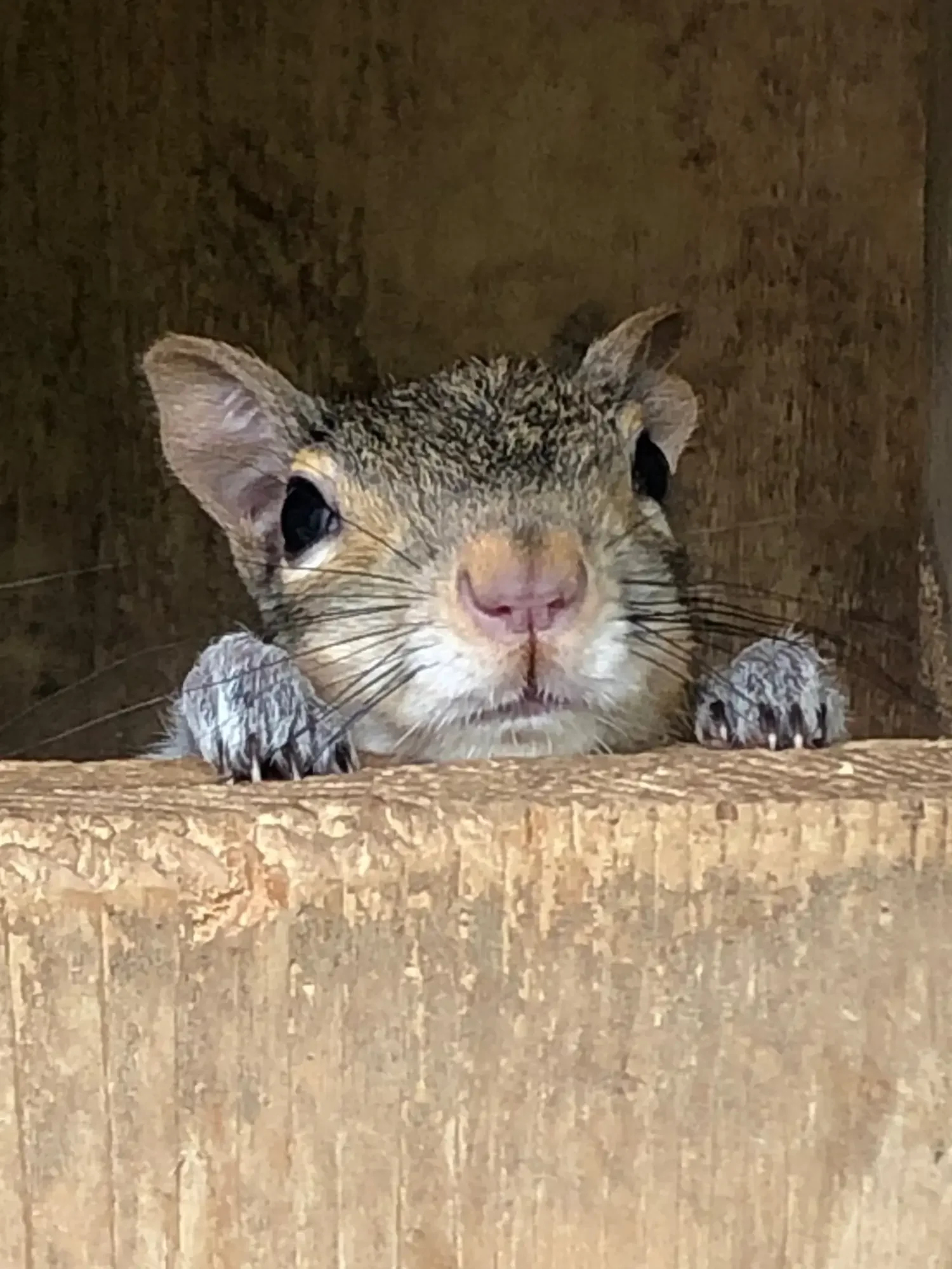 Close-up of an eastern gray squirrel peeking out from a wooden nest box.