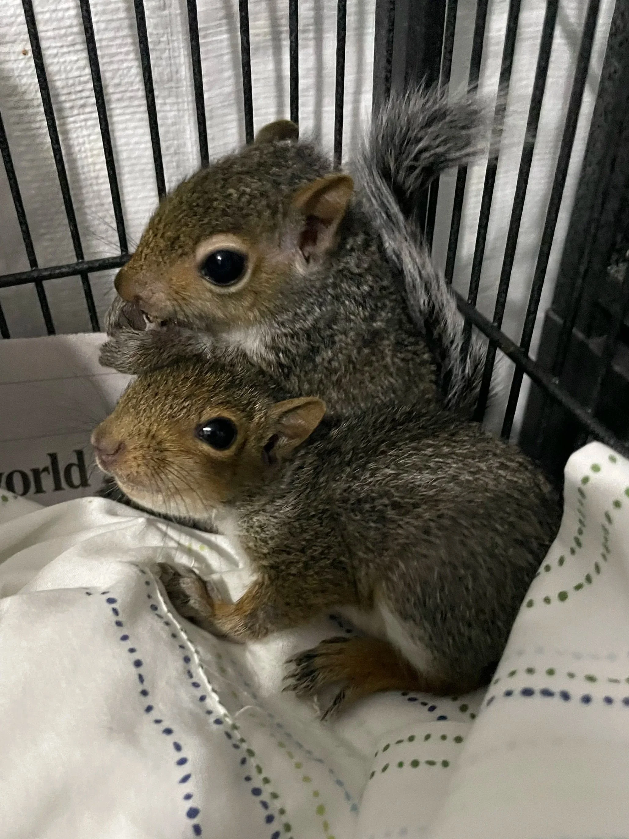 Two small squirrels with brown and grey fur inside a cage, resting on white fabric with dotted lines.