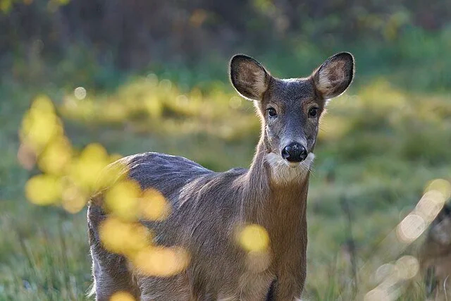 White-tailed deer standing alert in a grassy field with soft sunlight in the background.