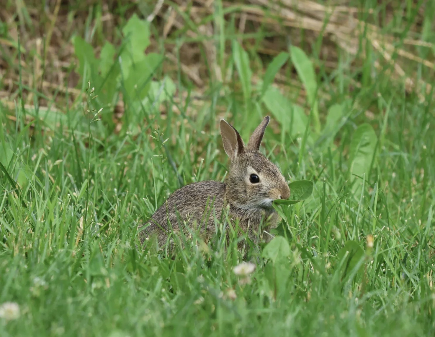 Young cottontail rabbit sitting in tall green grass.