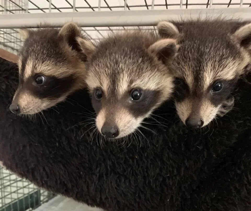 Three young raccoons resting together during wildlife rehabilitation.