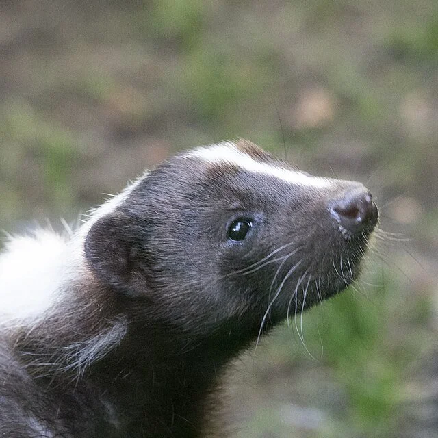 A close-up of a skunk with black and white fur, looking to the side against a blurred outdoor background.