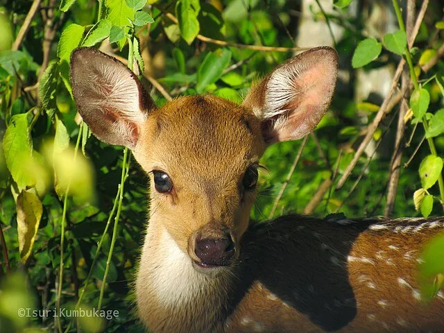 Close-up of a young deer's face and upper body amidst green foliage.