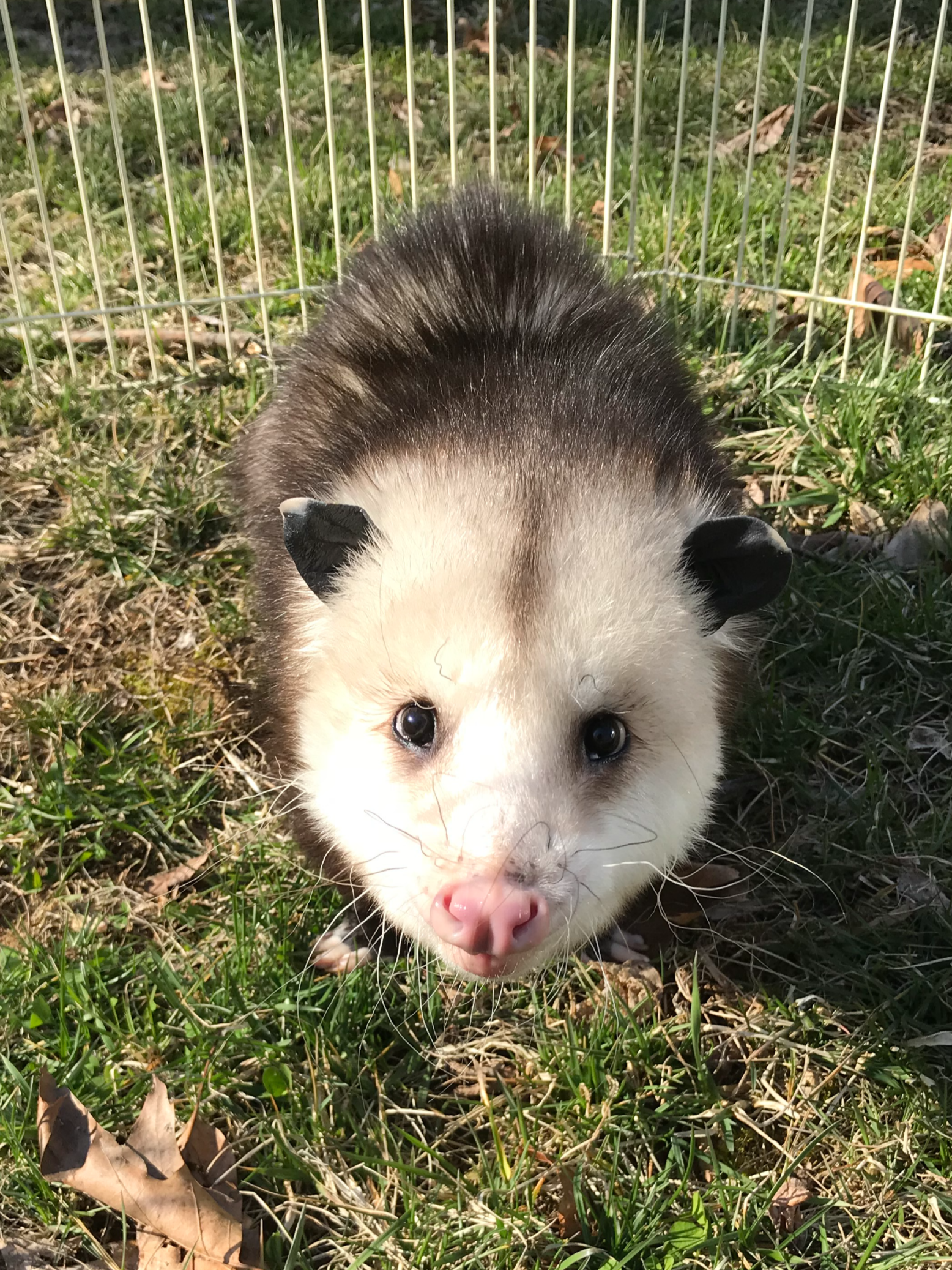 A young opossum with gray and white fur, black eyes, and pink nose, standing on grass inside a wire enclosure.