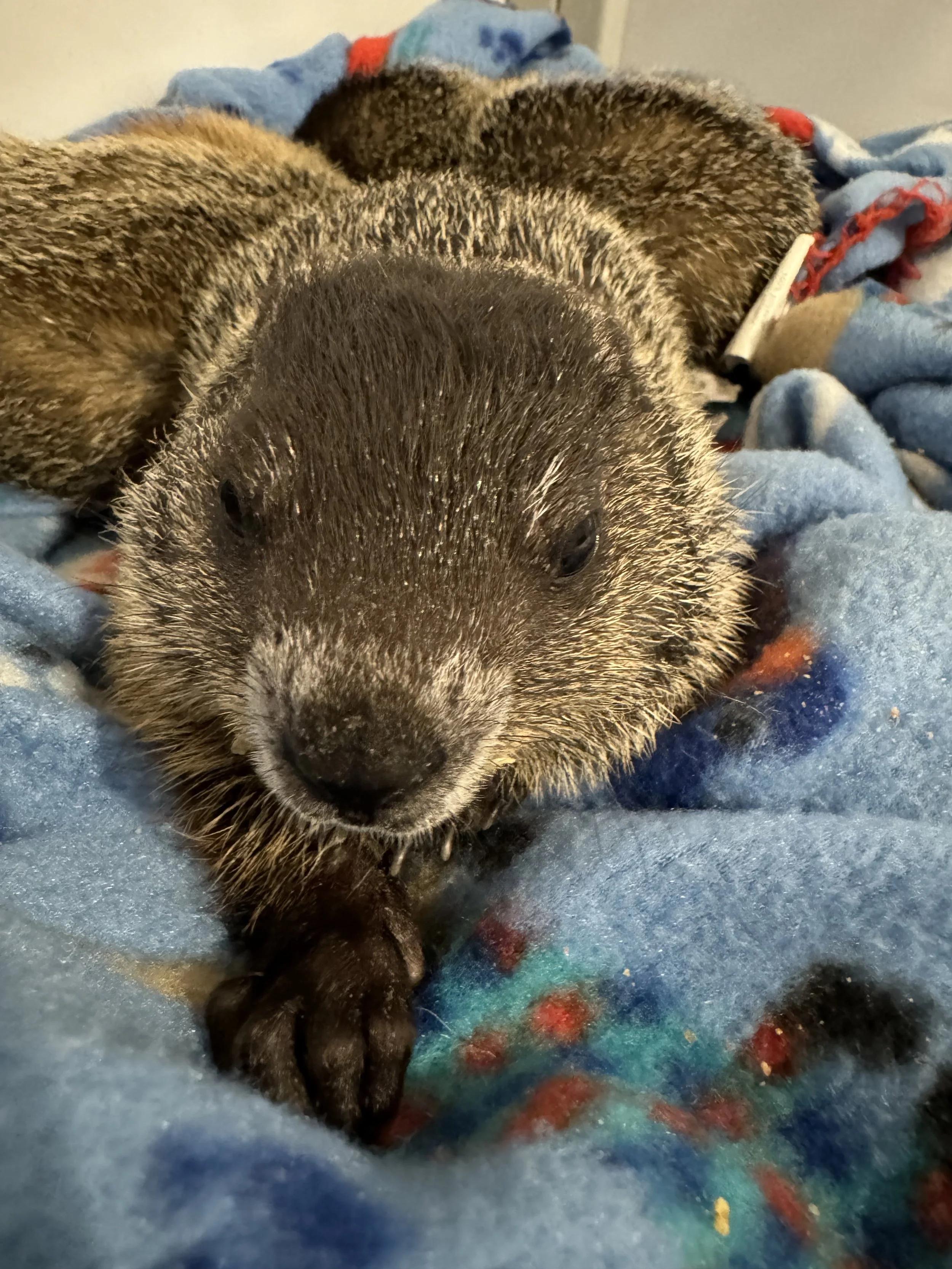 Close-up of a baby groundhog lying on a blue blanket with colorful patterns.